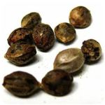 Семена марихуаны АК-47 (Seeds AK-47) в Джанкое Семена марихуаны АК-47 (Seeds AK-47) в Джанкое